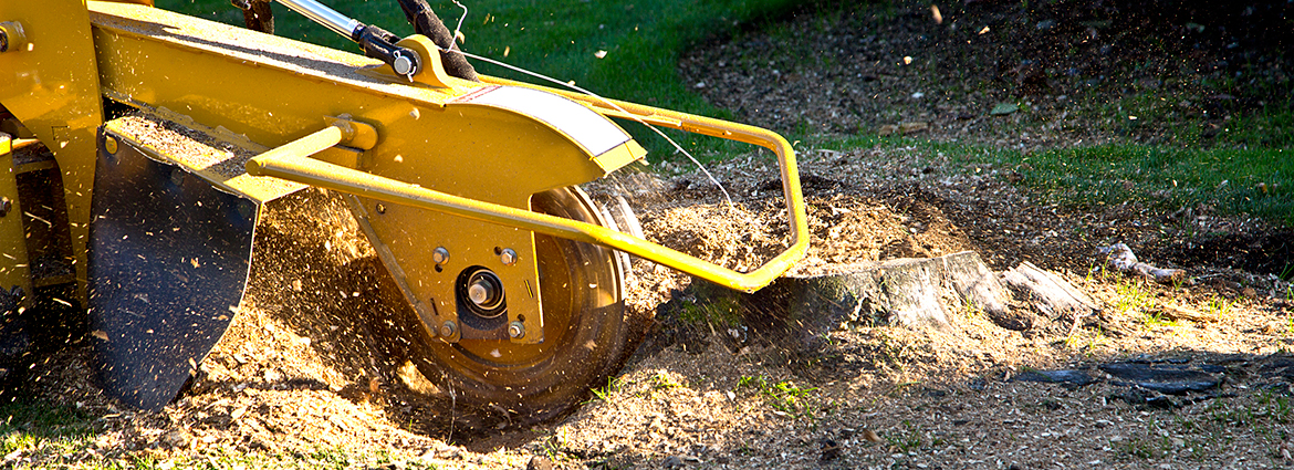 FL Stump Removal